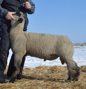 Anger Management Anger Management