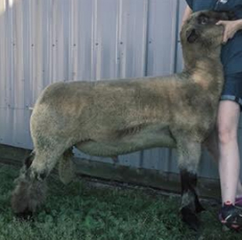 Birthday Pony Birthday Pony